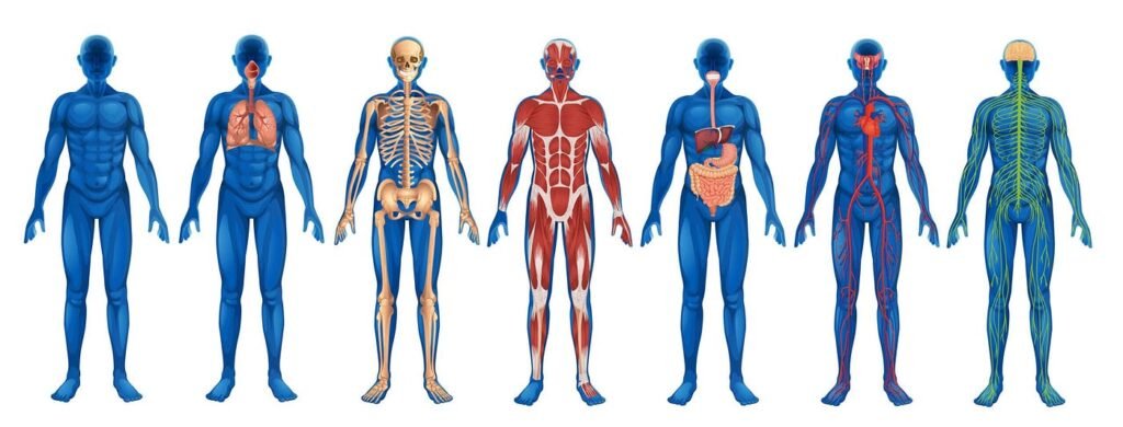 Exploring the Human Body: The Marvels of Our Anatomy