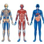 Exploring the Human Body: The Marvels of Our Anatomy